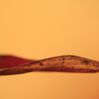 JESUS E CRISTO: DIFERENÇAS E SEMELHANÇAS