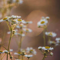 DIALOGANDO COM O DIVINO