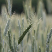 DAR-SE-Á ÀQUELE QUE TEM