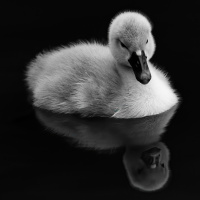 MENTORIA DE SI MESMO