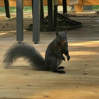 #422 - Chasing The Dragon