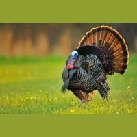 Youth Season Turkey Strategy