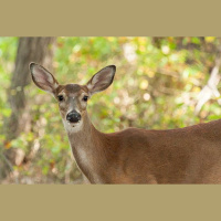 New Hunter Attends Field To Fork Program 