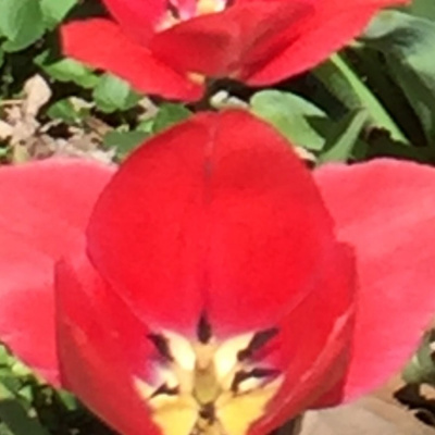 Whizz-o Records Presents