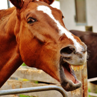 #%@^*!!!! Caballos en la carretera.