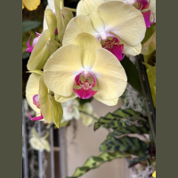 live_Good_Morning_Meditation__20240305_065853