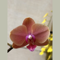 live_Good_Morning_Meditation__20240315_063946