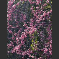 live_Morning_Meditation__20240327_065143