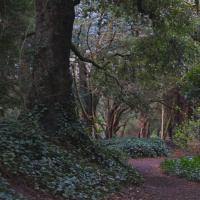 Forest birds sound - calming sounds 3 Hours - Nature sounds