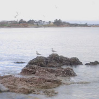 Sea Sound - Birds - Waves sound 4 Hours