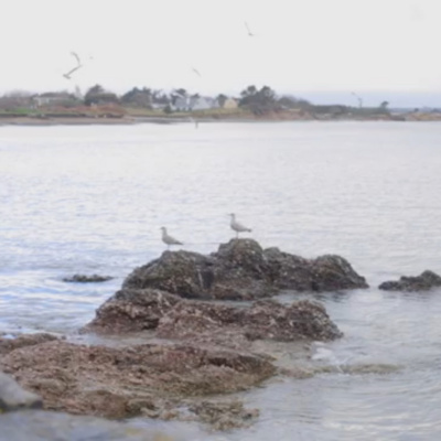 Relaxing Nature Sounds