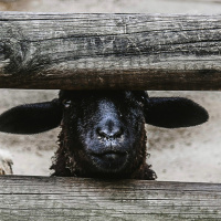 La Responsabilidad De Una Oveja