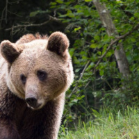 Culpables y Deudores