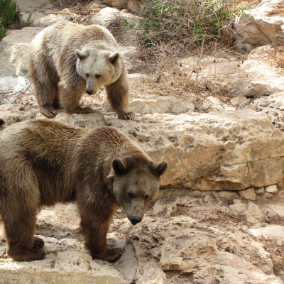 Enseñanzas De Un Oso