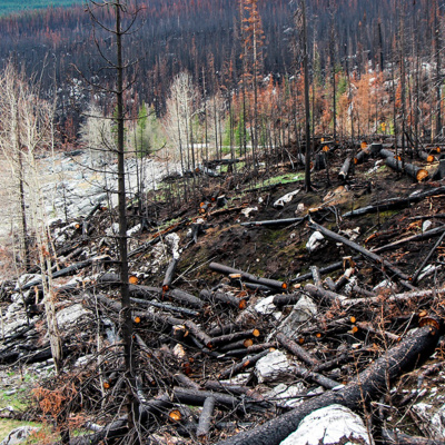 Enseñanzas De Un Oso