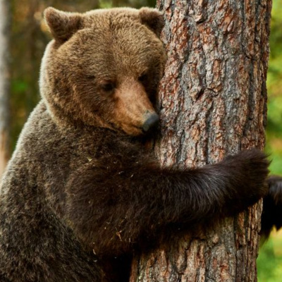 Enseñanzas De Un Oso