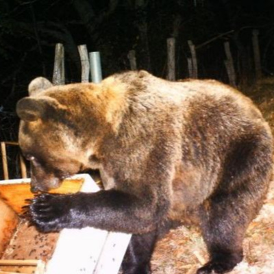 Enseñanzas De Un Oso