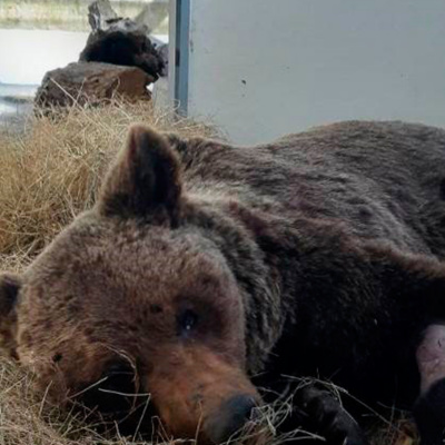 Enseñanzas De Un Oso