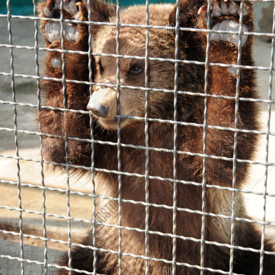Enseñanzas De Un Oso