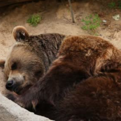 Enseñanzas De Un Oso