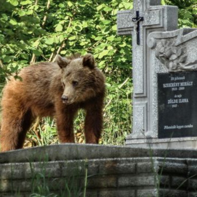 Enseñanzas De Un Oso