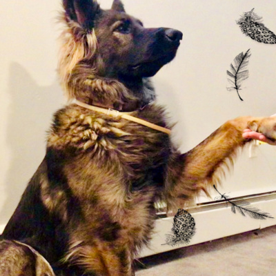 Lizzy Does Podcasts!