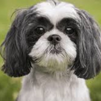 (Episode 42) Holy Shih Tzu, What Did You Eat?