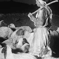 Tidings: A Shepherds Story
