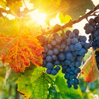 Abide In Christ, by Andrew Murray