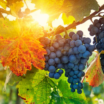 Godly Passion, Holy Flame