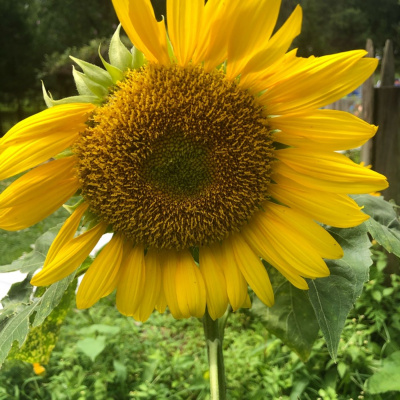 Skin, Soul  Psyche By Paiva