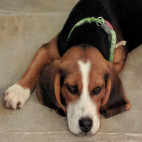 Rescue Groups -Importance of Spaying -Guest Brenda Part 1