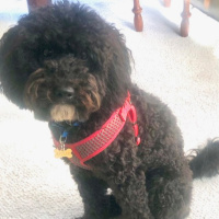 Episode 884 Dog Show