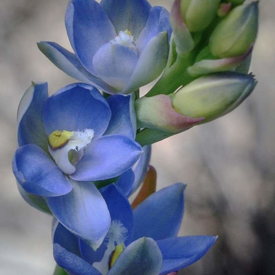 Inky Leaves Podcasting - An Audio Sketchbook