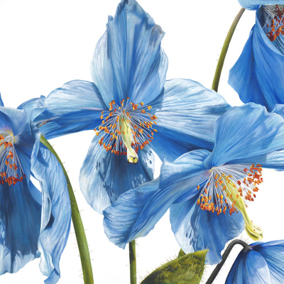 Inky Leaves Podcasting - An Audio Sketchbook