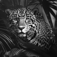 30-7: Sala IV declara la inconstitucionalidad de la Ley Jaguar.