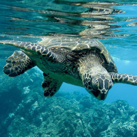 16-6: Resultados de la Conferencia de Naciones Unidas sobre los Océanos