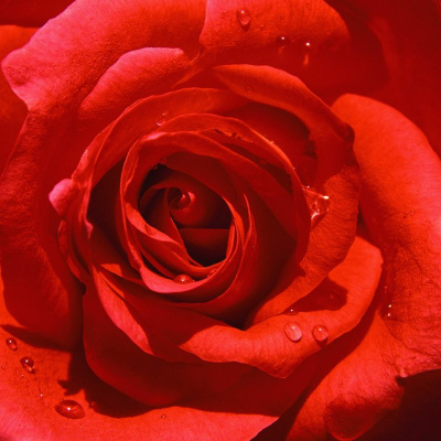 In The Flow With Lauri Albert