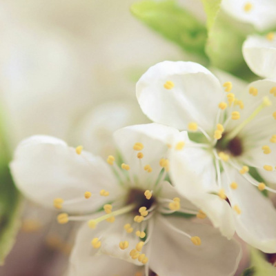 In The Flow With Lauri Albert