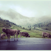 Kuhmilch? not your mum – not your milk! Dürfen Vegetarier Milch trinken?