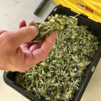 Government Officials Sent a Letter to District Attorneys Saying Stop Dismissing Marijuana Cases and Prosecute