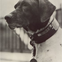 BONUS EPISODE History For Her - Valiant Vermin: The Secret Pigeon Service and the Dickin Medal