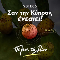 San tin Kypron, eneshi / Σαν την Κύπρον, Ένεσιει