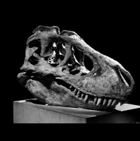 Futureproof Gold: Dr Jack Horner One day well have dinosaurs