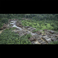 Studying (and Saving) Brazil’s Rainforests