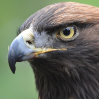 La Voz del Águila 03 - Las Rapaces