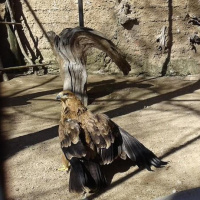 Menudo Castillo 231, en el que aprendemos que todos somos expertos en gramática