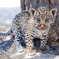 Menudo Castillo 262, ¡volvemos al Safari Madrid!