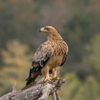 La Voz del Águila 04 - El Águila Imperial