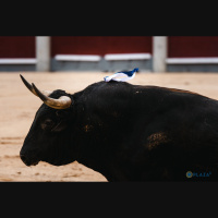 Onda Ruedo 5x09 | Santiago Domecq: El quinto de Madrid se aproxima a la perfección del toro bravo